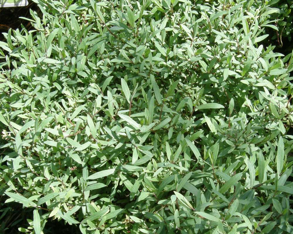 Leaves<br>(Location of Picture: Bakers Acres, Washington, USA, 2012)