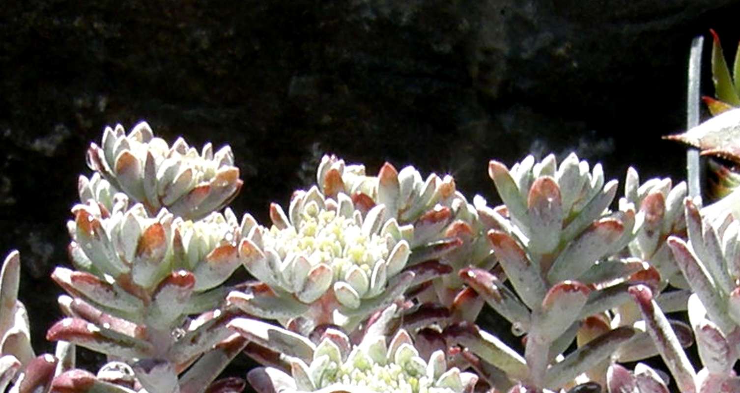 Flowers - Side View<br>(Location of Picture: Shady Creek Nursery, Wa., USA, 2012)