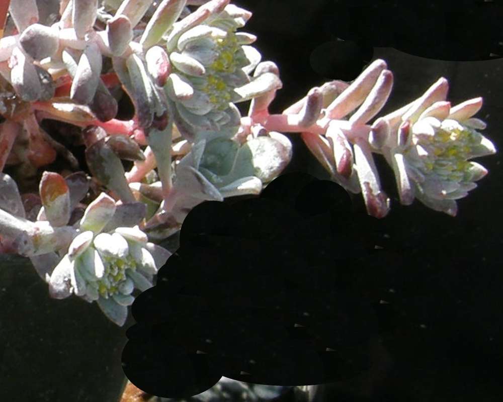 Leaves and Flower<br>(Location of Picture: Shady Creek Nursery, Wa., USA, 2012)