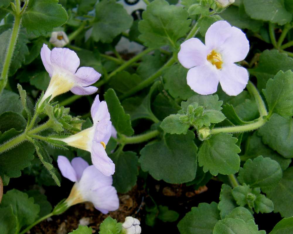 Flower - Side View<br>(Location of Picture: Commercial, Washington, USA, 2012)