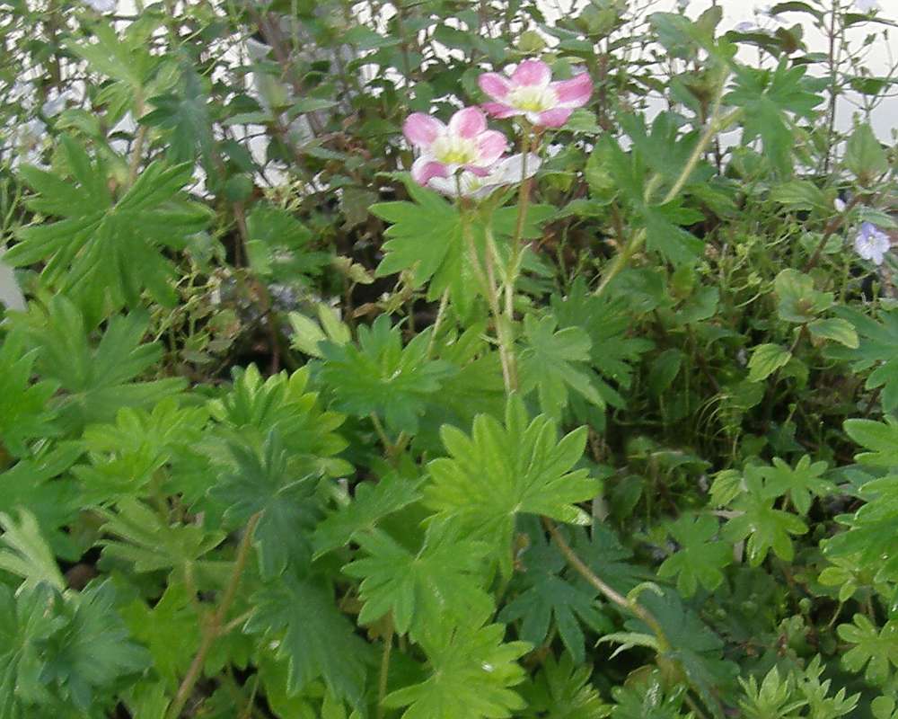 Top of Plant in Bloom<br>(Location of Picture: Shady Creek, Wa., USA, 2012)