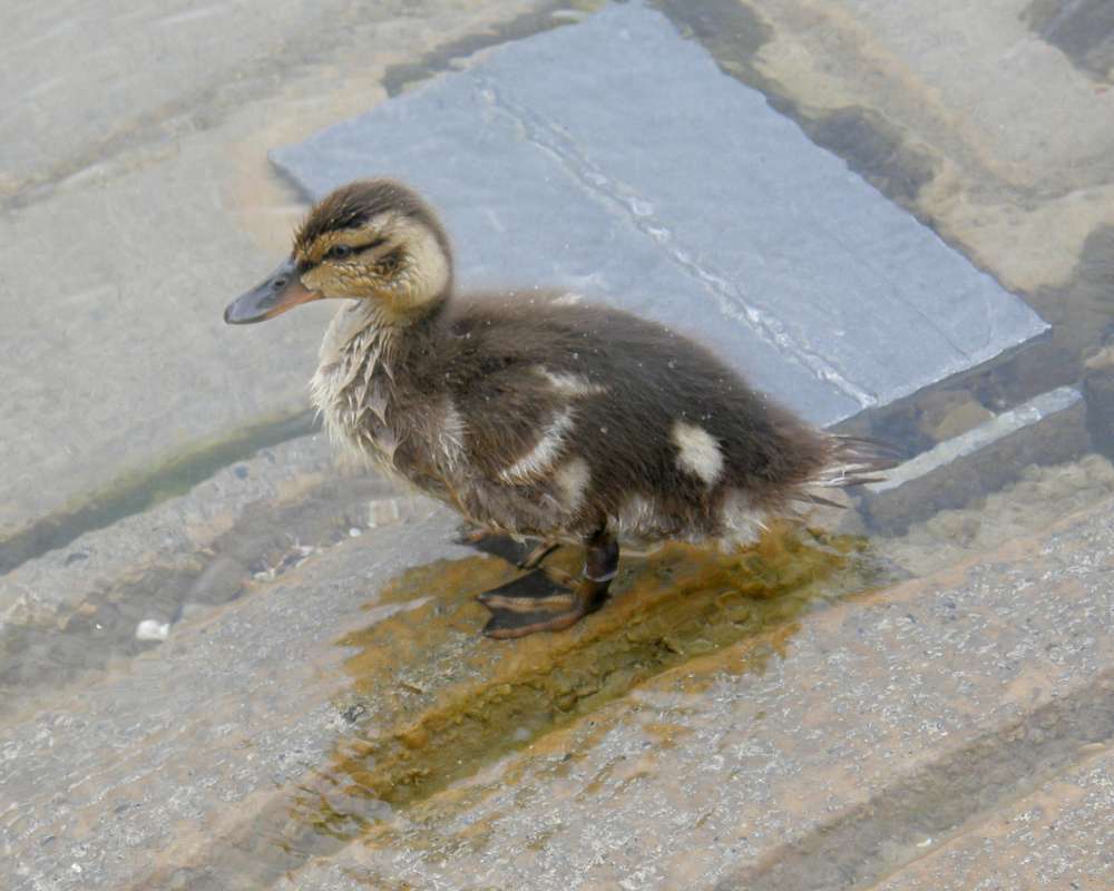 Young<br>(Location of Picture: Waits Lake, Washington, USA, 2012)