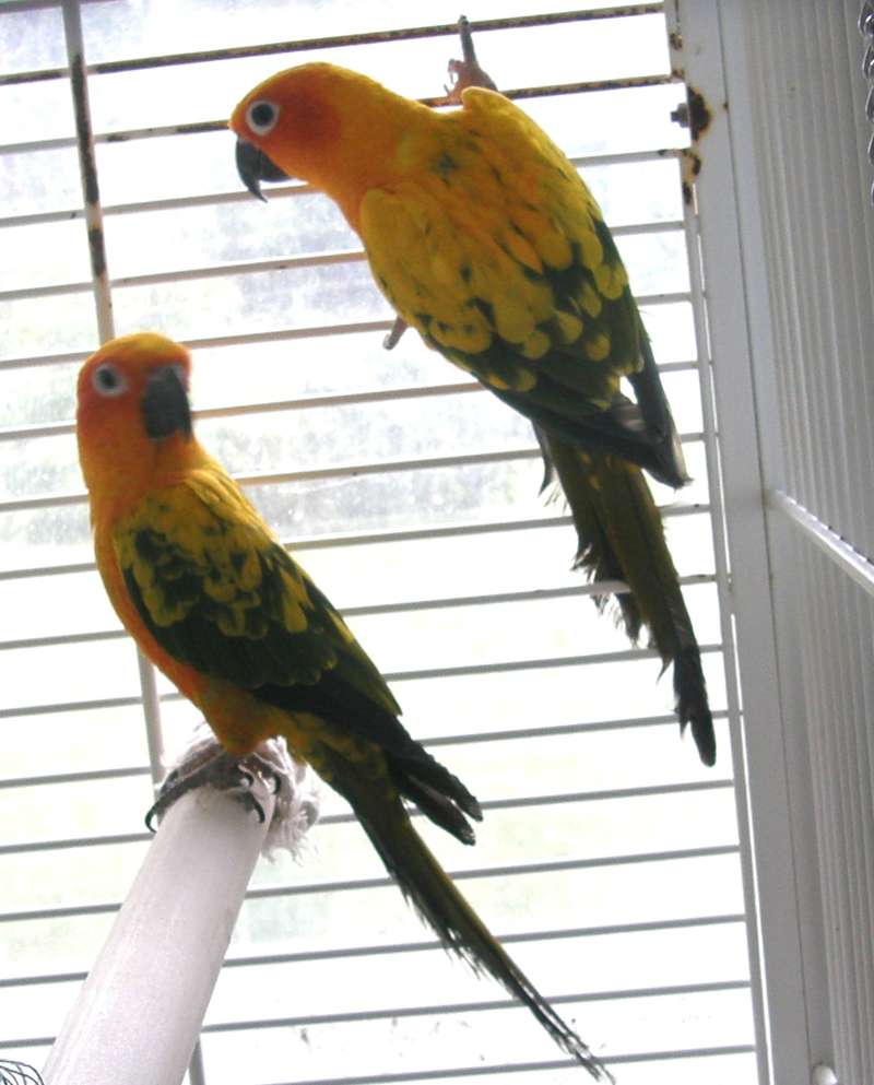 Pet Birds, Pair<br>(Location of Picture: Private Home, Wa., USA, 2012)