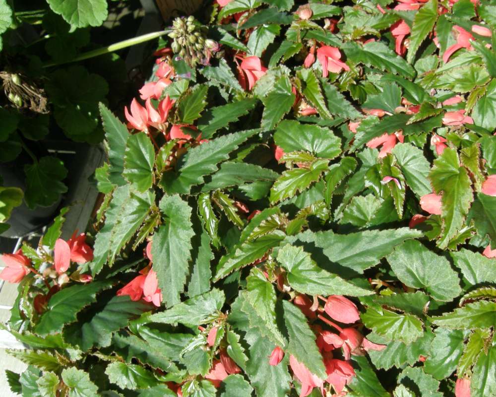 Top of Plant in Bloom Showing Toothed Leaves<br>(Location of Picture: Commercial, Wa., USA, 2012)