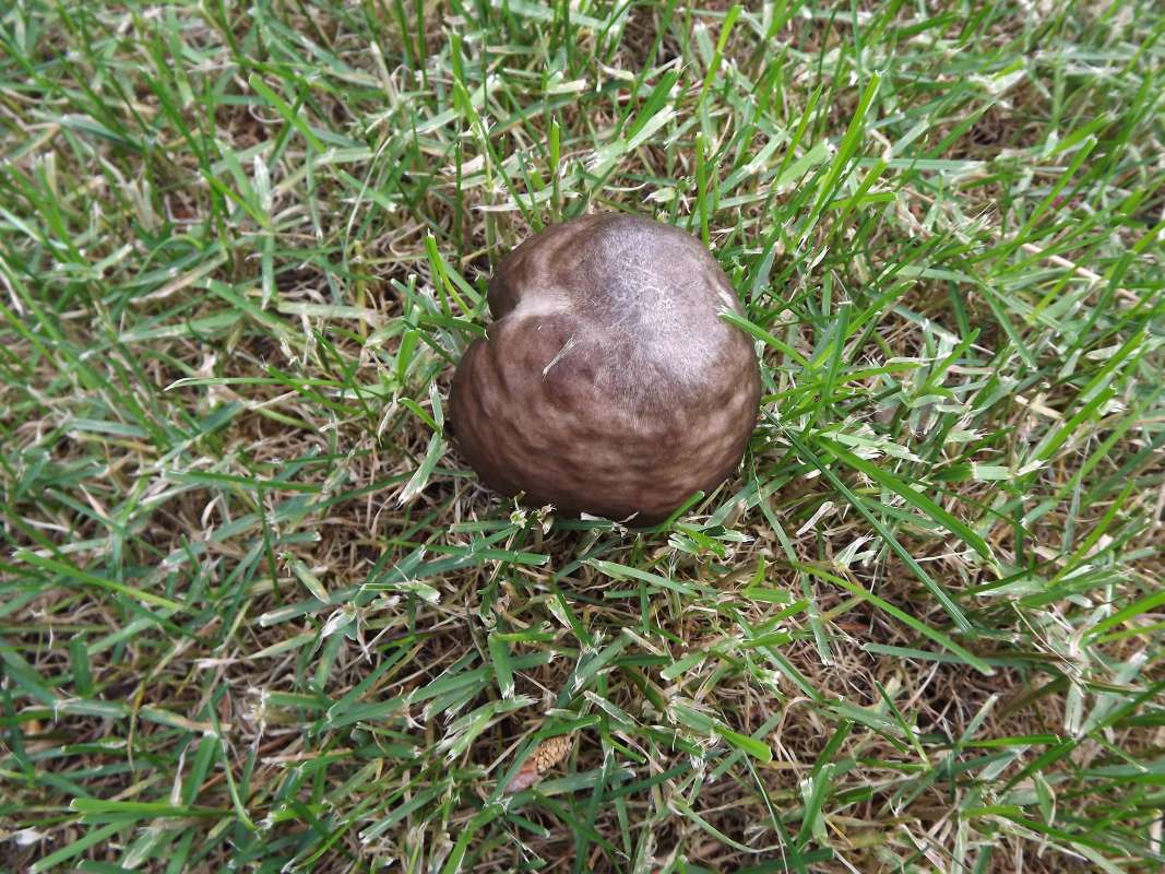 Top View<br>(Origin of the Specimen: Springdale, Wa., USA, 2012)