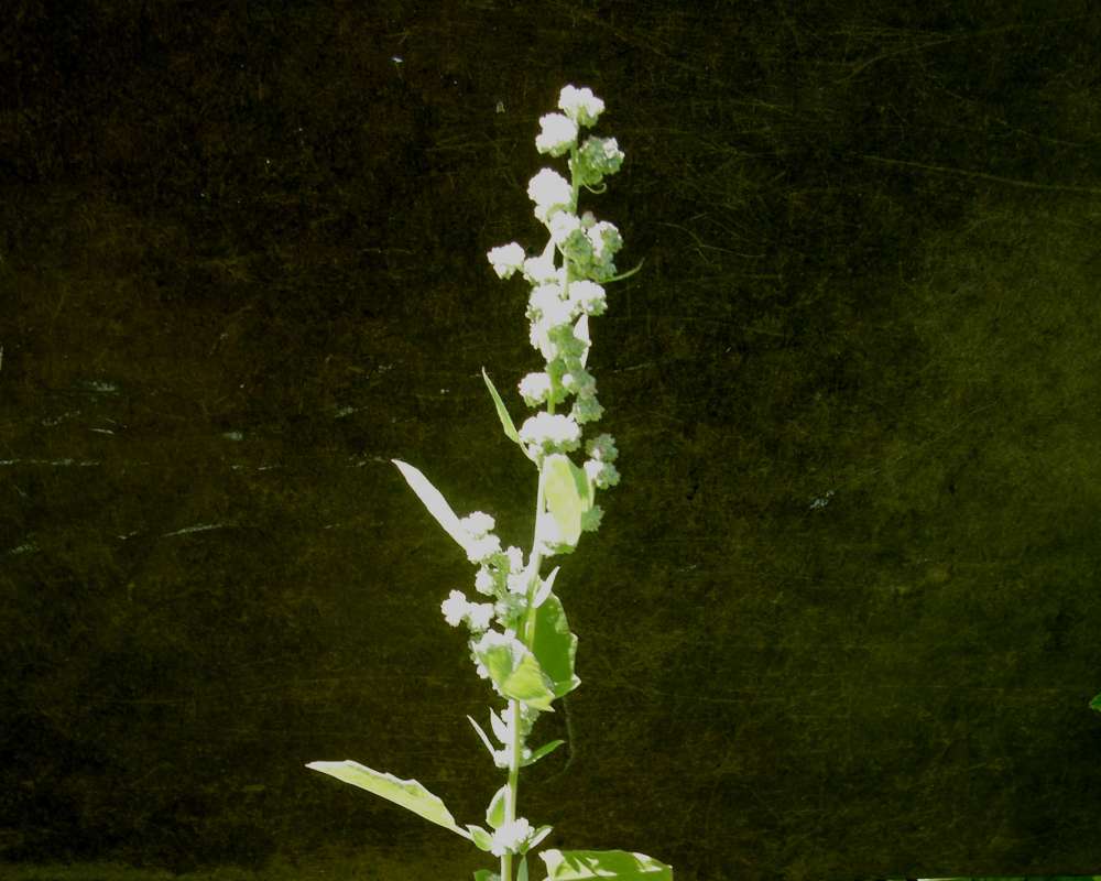 Top of Plant in Bloom<br>(Location of Picture: Okanogan, Washington, USA, 2012)