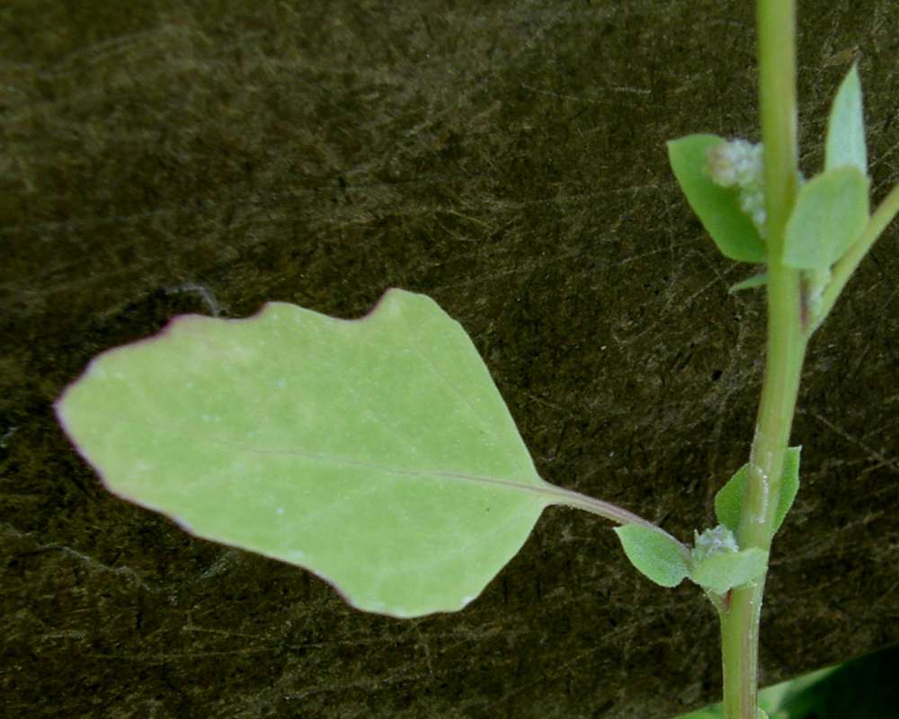 Leaf<br>(Location of Picture: Okanogan, Washington, USA, 2012)