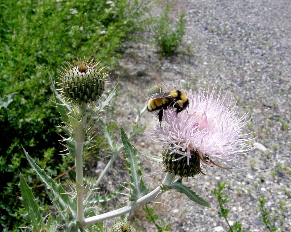 Flower and Bee<br>(Location of Picture: Okanogan, Washington, 2012)