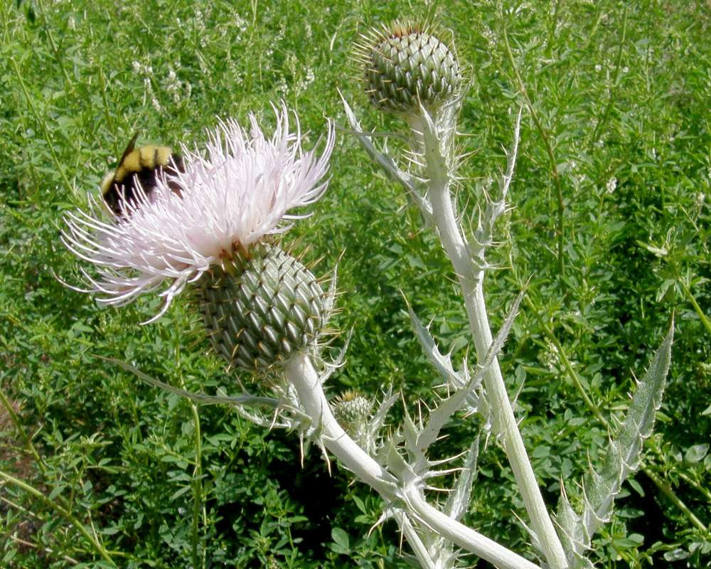 Top of Plant in Bloom<br>(Location of Picture: Okanogan, Washington, 2012)