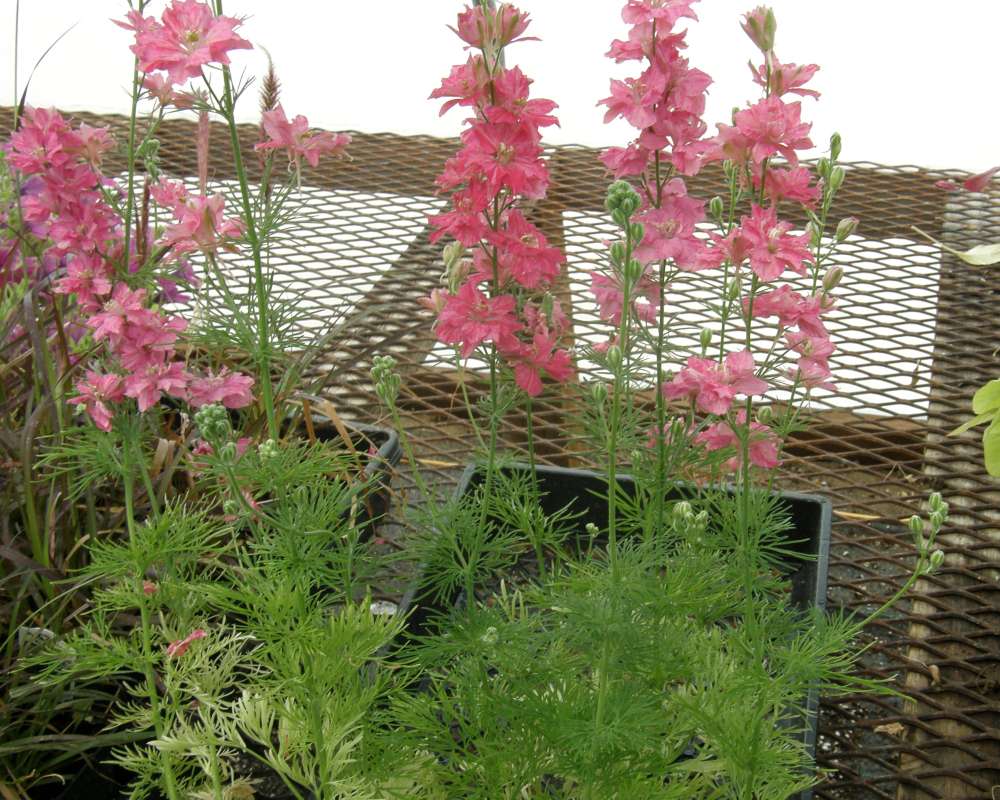 Silhouette - Pink Form<br>(Location of Picture: Shady Creek Nursery, Wa., USA, 2012)