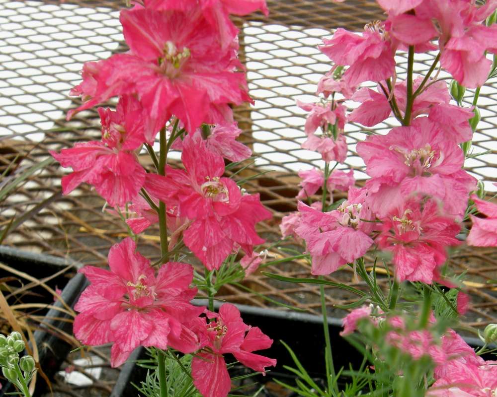 Flowers - Pink Form<br>(Location of Picture: Shady Creek Nursery, Wa., USA, 2012)