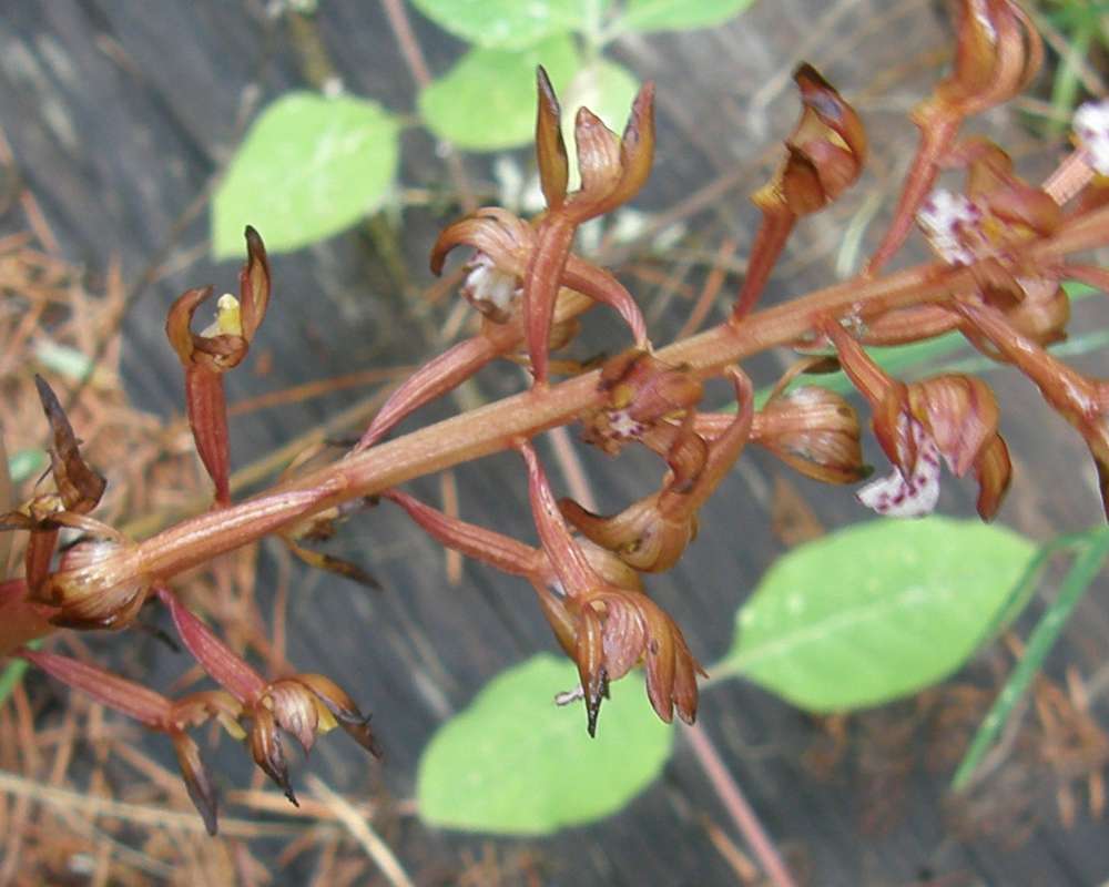 Stem - Very Close View<br>(Location of Picture: Springdale, Wa.,, USA, Spring 2012)