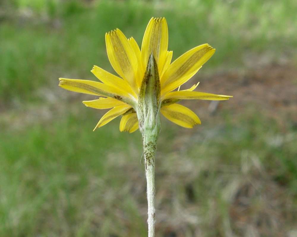 Flower - Rear View<br>(Location of Picture: Conconully, Wa., USA< Sping 2012)