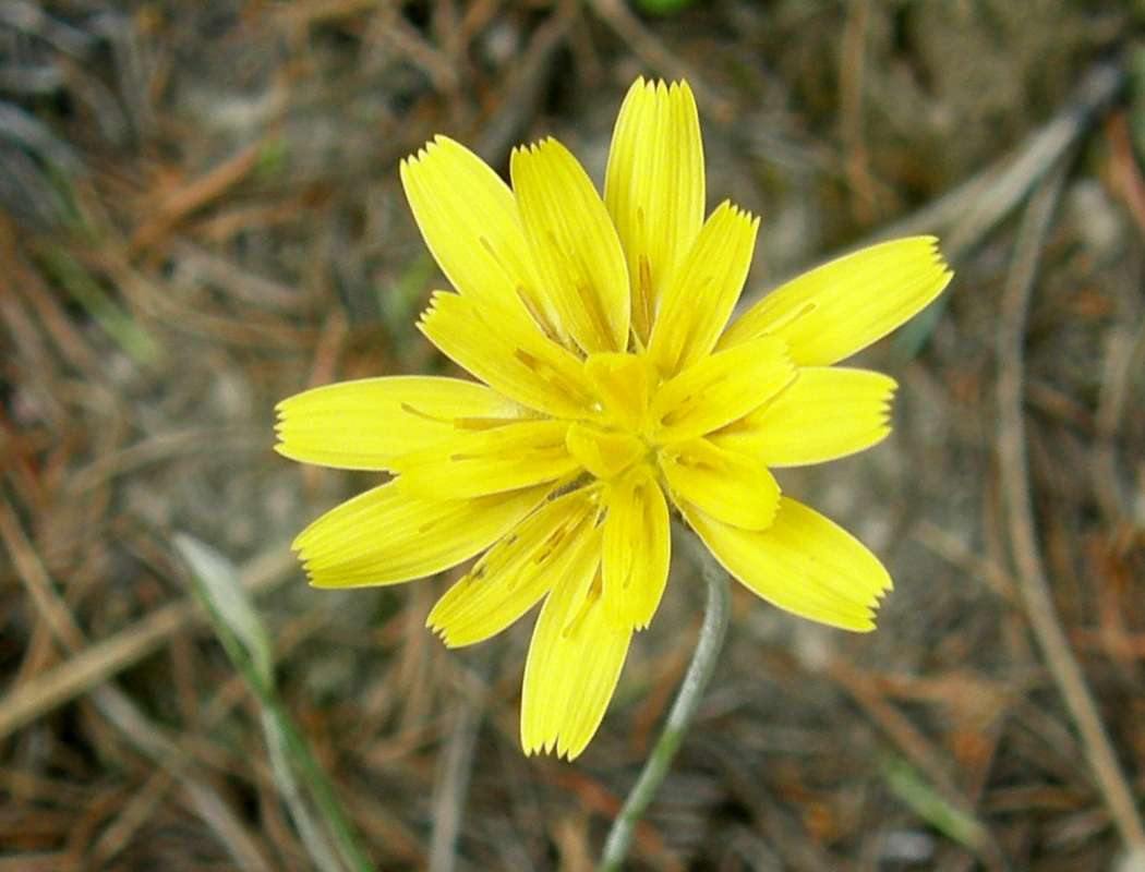 Flower - Front View<br>(Location of Picture: Conconully, Wa., USA< Sping 2012)