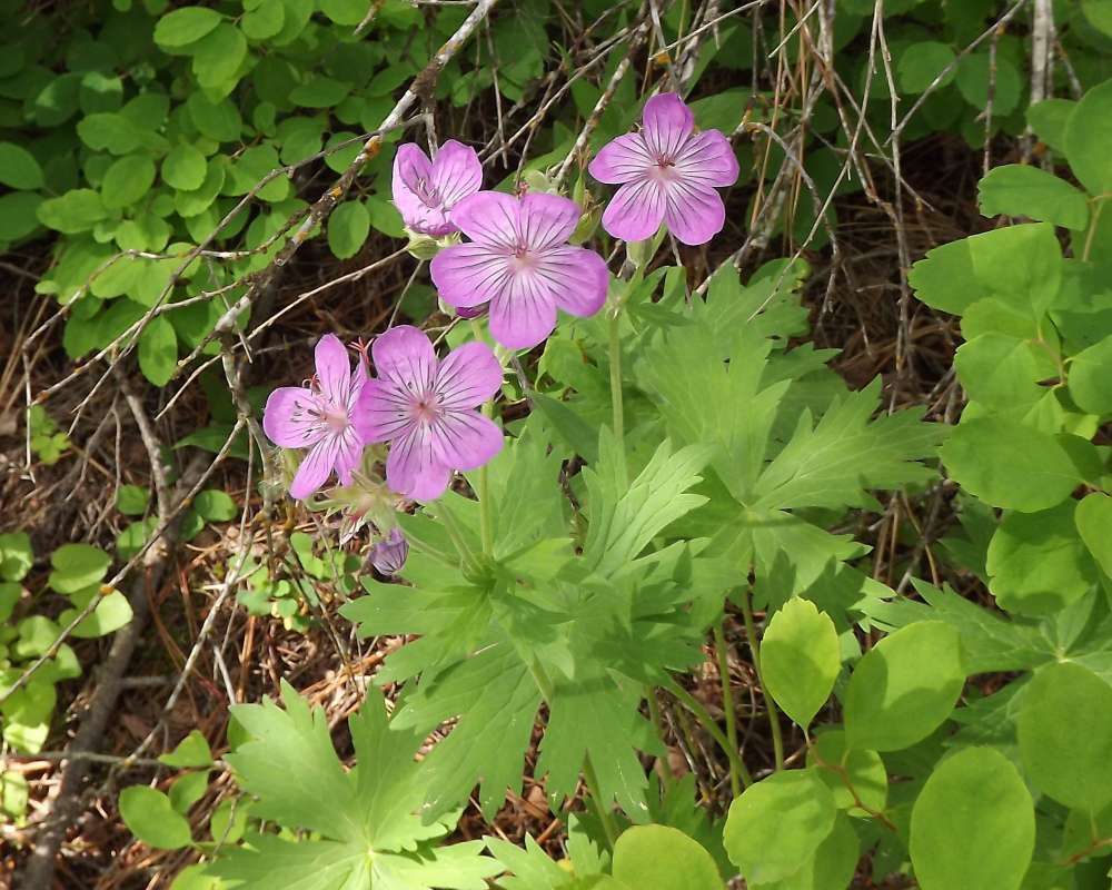 Top of Plant in Bloom<br>(Location of Picture: Springdale, Wa., USA, 2012)