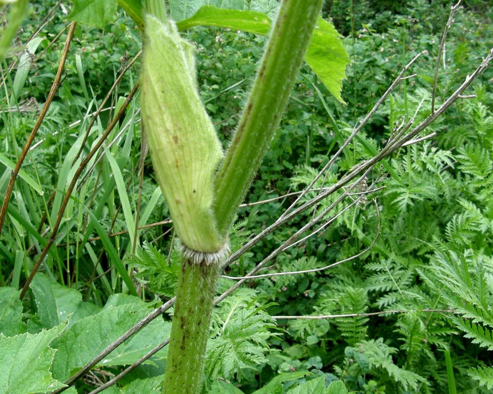 Stem<br>(Location of Picture: Ford, Washington, USA, 2012)