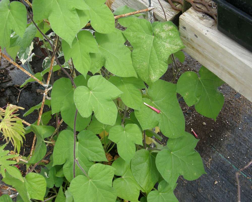 Leaves<br>(Location of Picture: Shady Creek Nursery, Wa., 2012)