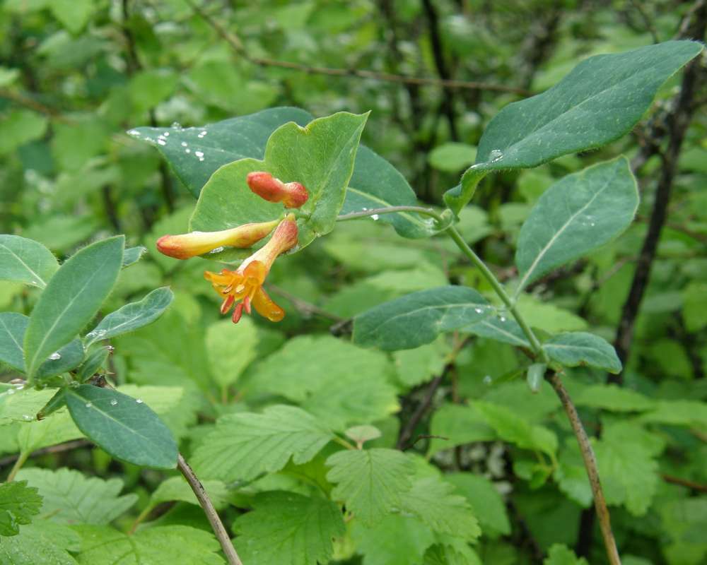Top of Plant in Bloom<br>(Location of Picture: Springdale, Washington, USA, 2012)