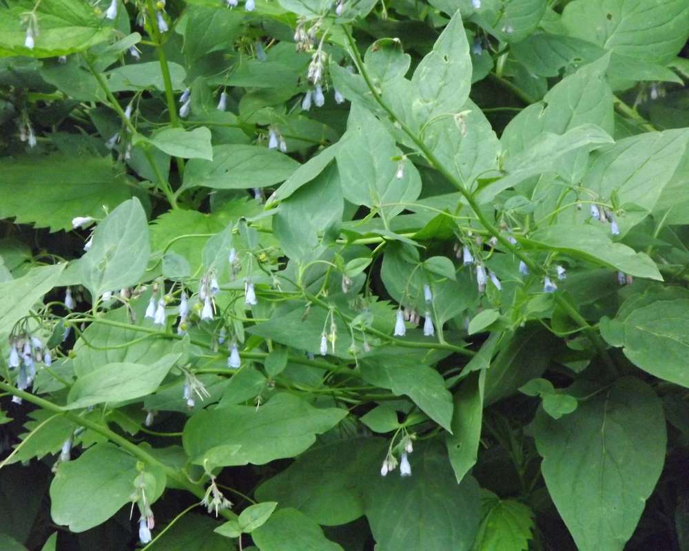 Top of Plant in Bloom<br>(Location of Picture: Springdale, Wa., USA, Spring 2012)