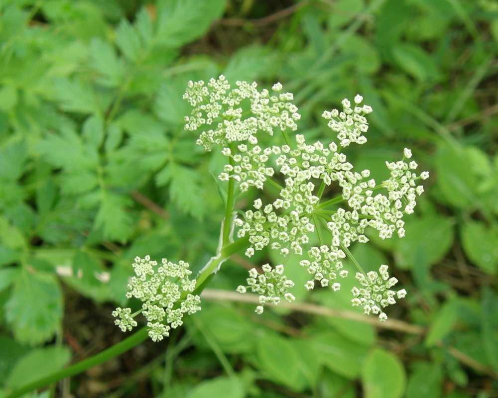 Flower - Front View<br>(Location of Picture: Ford, Washington, USA, 2012)