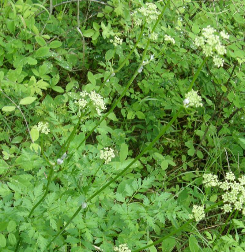 Stem - Close View<br>(Location of Picture: Ford, Washington, USA, 2012)