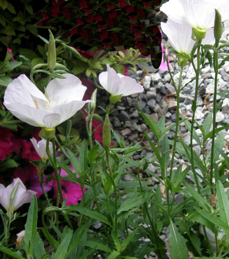 Leaves and Stem<br>(Location of Picture: Shady Creek Nursery, Wa., 2012)