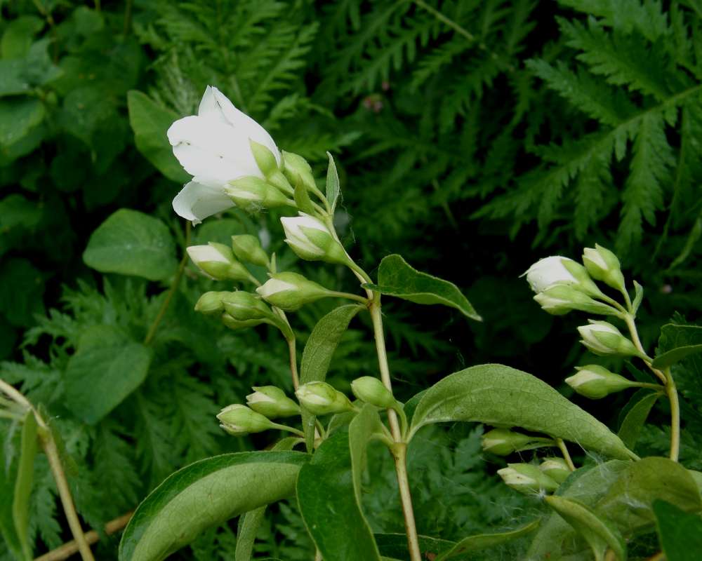 Flower - Side View<br>(Location of Picture: Springdale, Wa., USA, 2012)