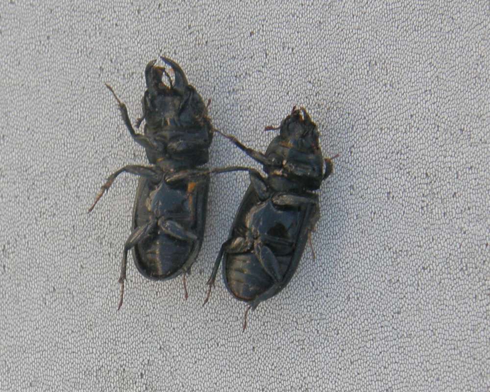 Pair - Ventral View<br>(Location of Picture: Conconully, Washington, USA, 2012)