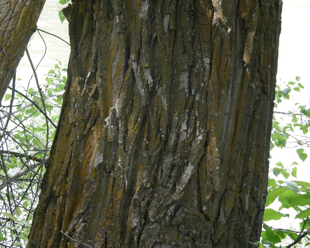 Old Tree, Bark<br>(Location of Picture: Okanogan, Washington, 2012)