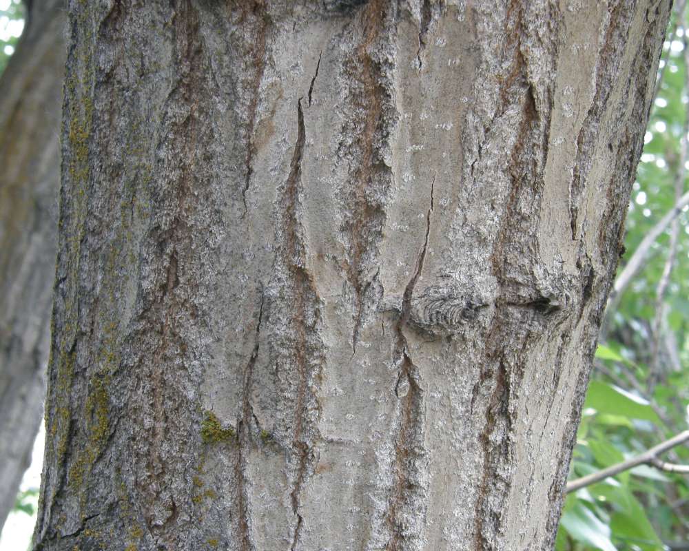 Young Tree, Bark<br>(Location of Picture: Okanogan, Washington, 2012)