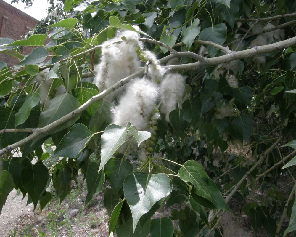 Twig<br>(Location of Picture: Okanogan, Washington, 2012)