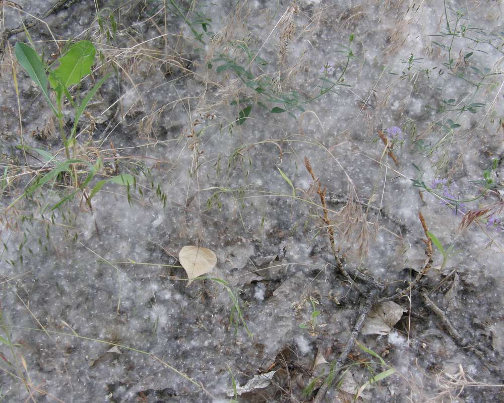 Seeds on Ground<br>(Location of Picture: Okanogan, Washington, 2012)