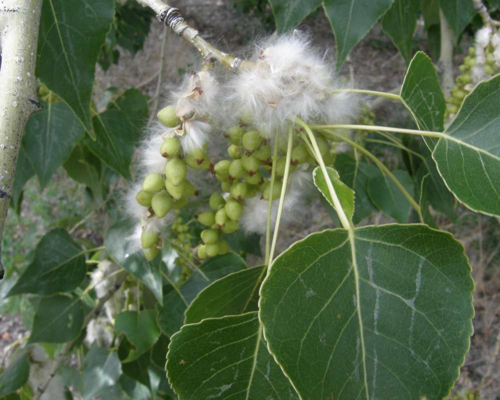 Seeds<br>(Location of Picture: Okanogan, Washington, 2012)