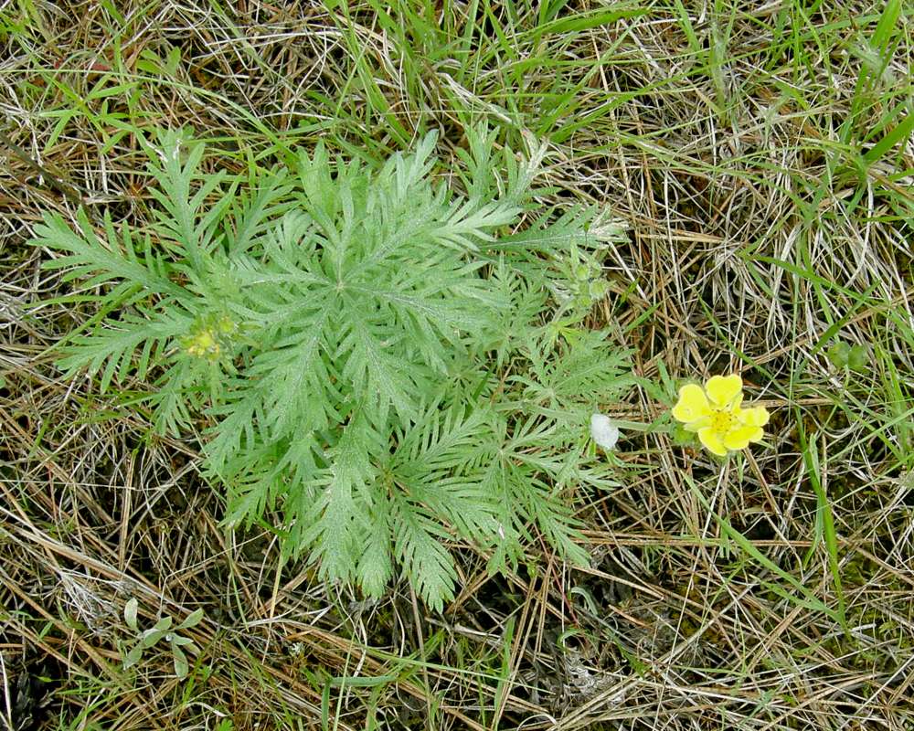 Leaves<br>(Location of Picture: Springdale, Washington, USA, 2012)