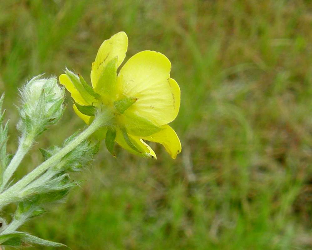 Flower - Rear View<br>(Location of Picture: Springdale, Washington, USA, 2012)