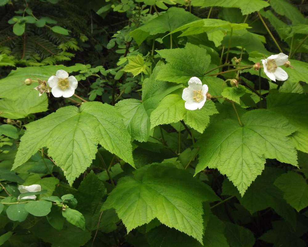 Top of Plant in Bloom<br>(Location of Picture: Springdale, Washington, USA, 2012)
