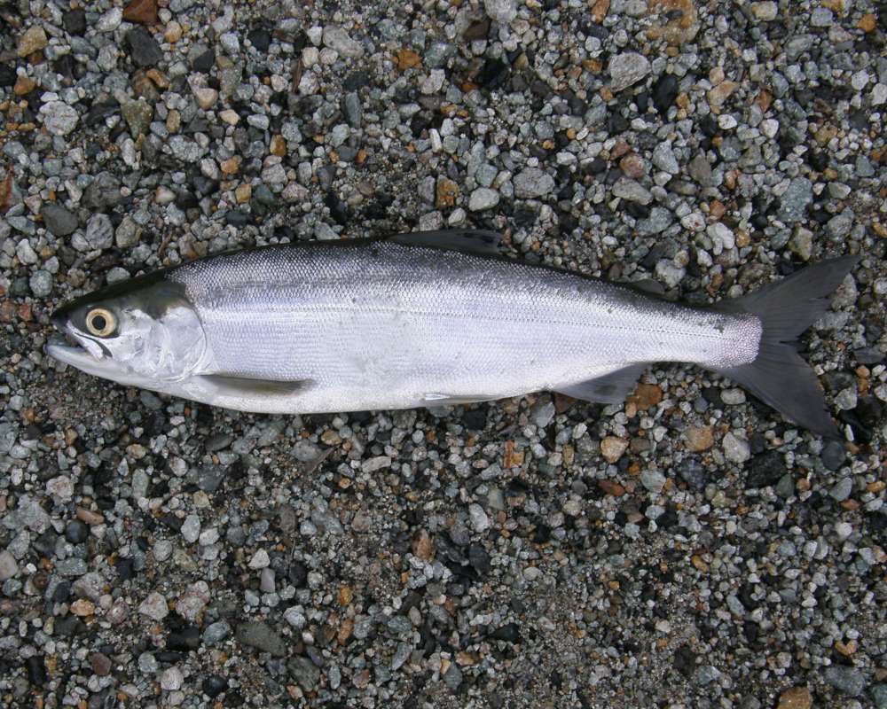 Recent Catch, Silhouette, Single<br>(Location of Picture: Palmer Lake, Washington, USA, 2012)