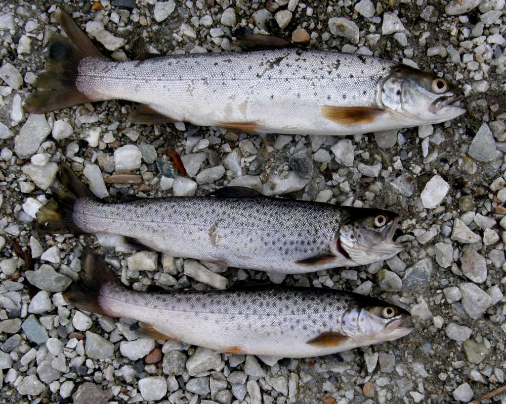 Recent Catch<br>(Location of Picture: Waitts Lake, Washington, USA, 2012)