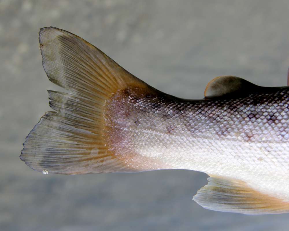 Tail<br>(Location of Picture: Waitts Lake, Washington, USA, 2012)