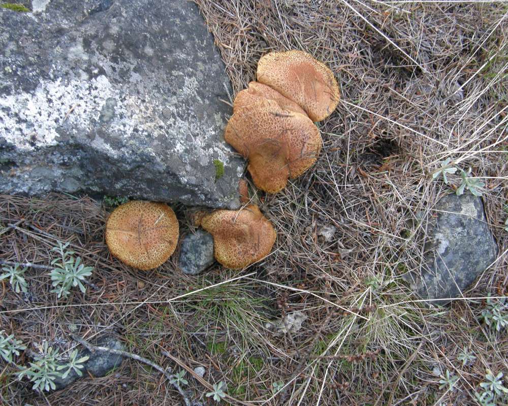 Top View<br>(Location of Picture: Conconully, Washington, USA, 2012)