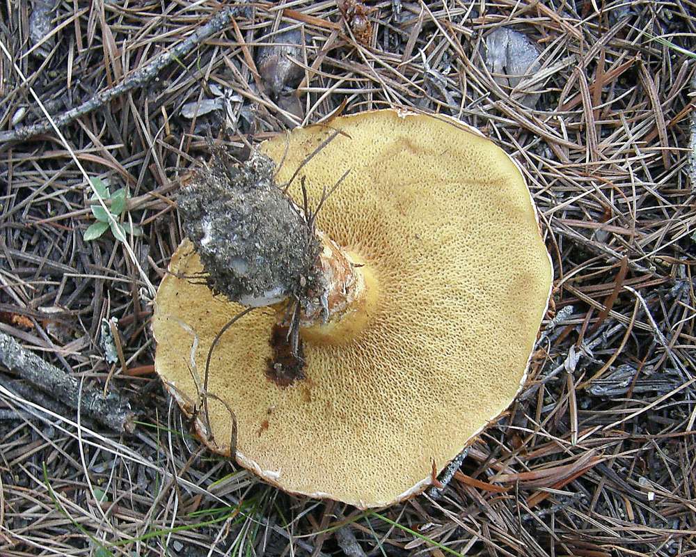 Underside View<br>(Location of Picture: Conconully, Washington, USA, 2012)