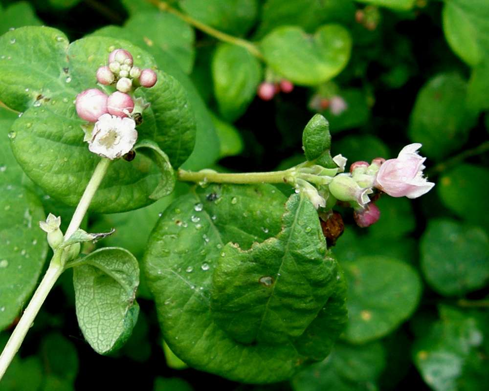 Flower - Front and Side<br>(Location of Picture: Springdale, Washington, USA, 2012)