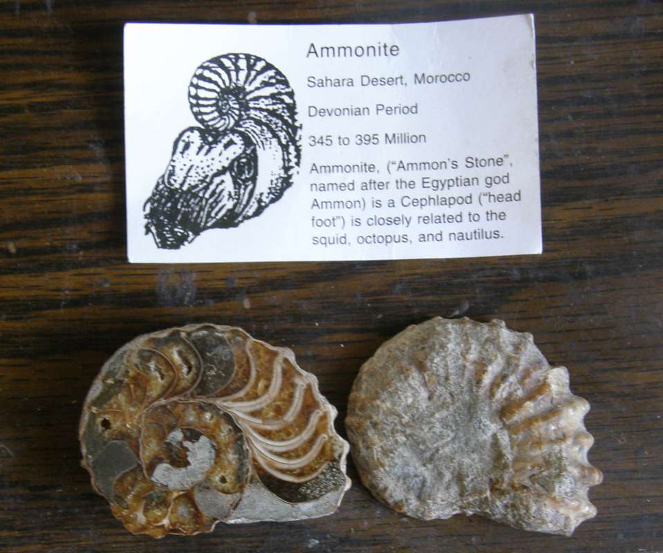 With Explanation and Data<br>(Origin of the Specimen: Sahara Desert, Morocco)