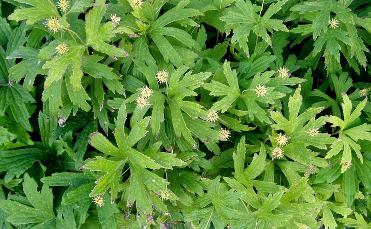 Top of Plants in Seed<br>(Location of Picture: Private Garden, Wa., USA, 2012)