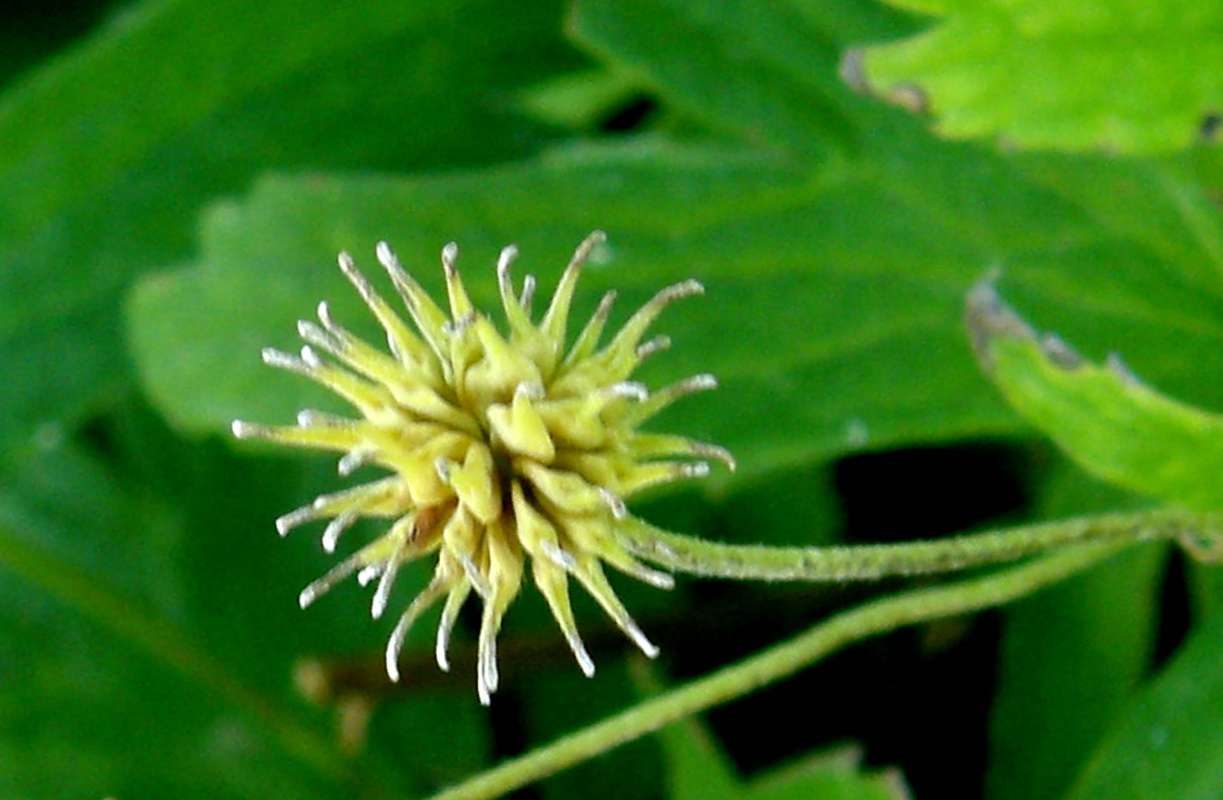 Seed Head Close View<br>(Location of Picture: Private Garden, Wa., USA, 2012)