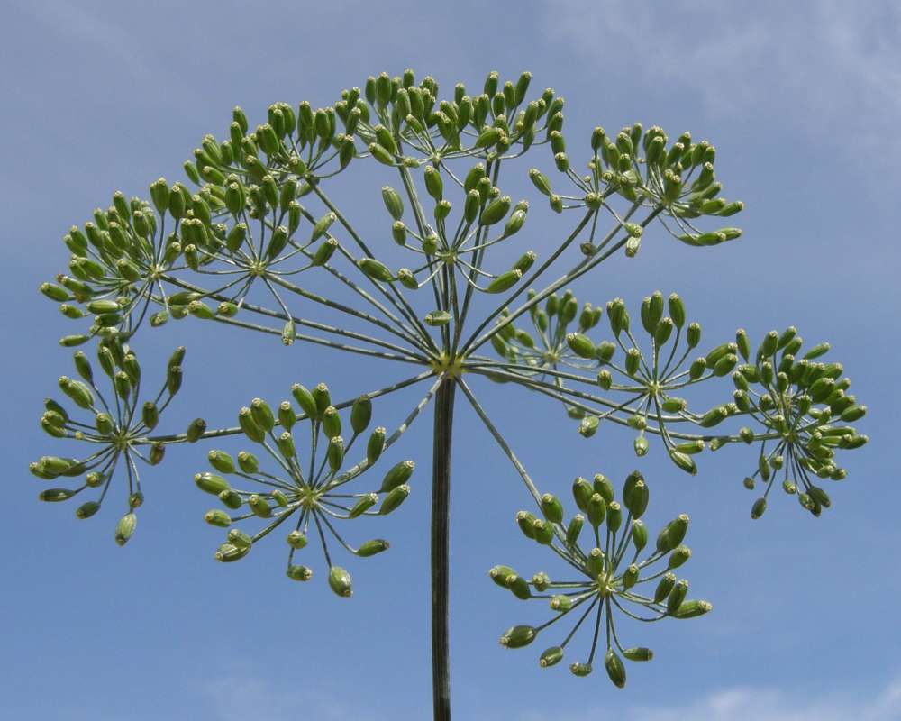 Umbel - Side View<br>(Location of Picture: Okanogan, Washington, USA, 2012)
