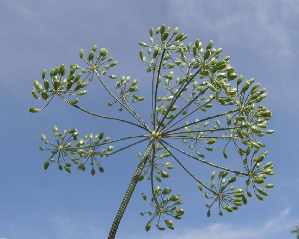 Unbel - Underside<br>(Location of Picture: Okanogan, Washington, USA, 2012)