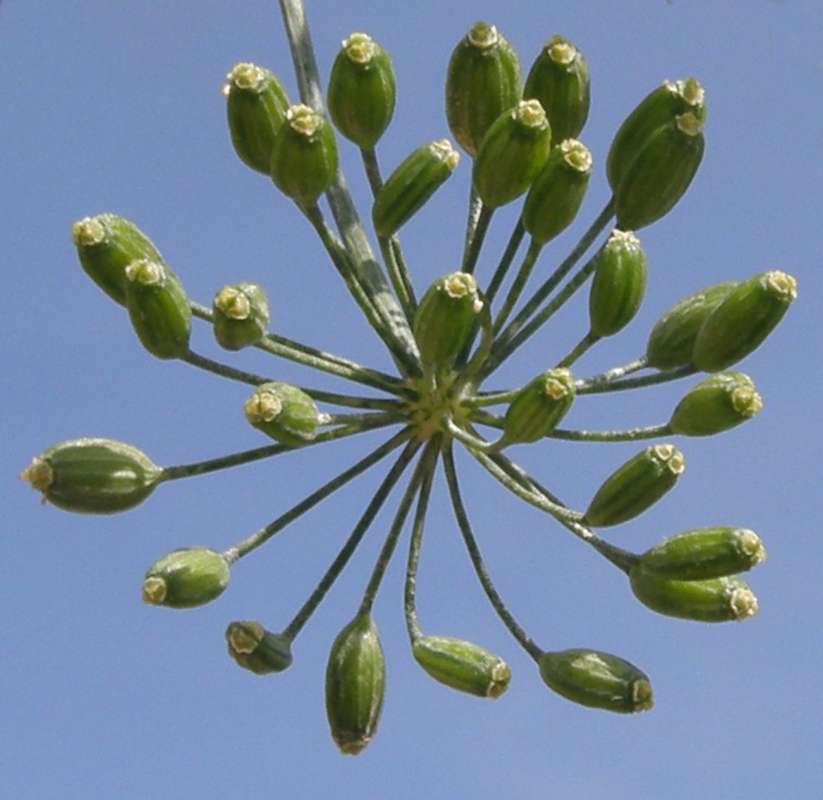 Close View Part of Umbel<br>(Location of Picture: Okanogan, Washington, USA, 2012)