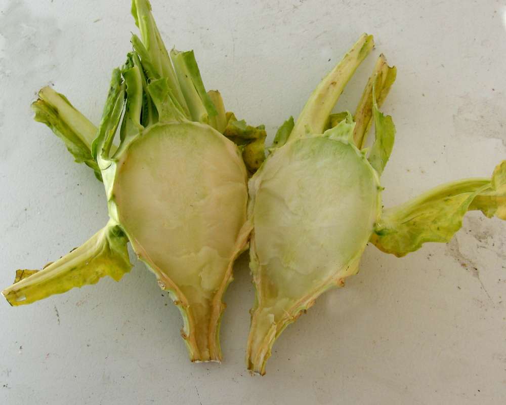 Cut Away<br>(Origin of the Specimen: Okanogan Garden, Wa., USA, 2012)