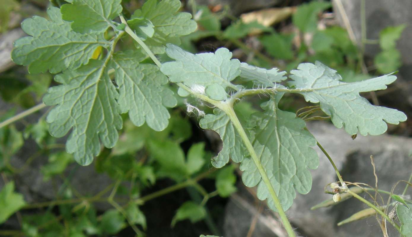 Leaf Underside<br>(Location of Picture: Conconully, Wa., USA, 2012)